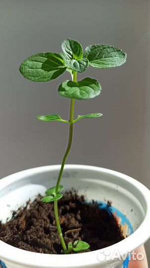 Монарда / бергамот садовый