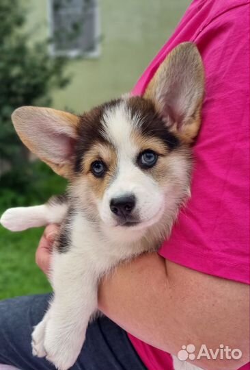 Вельш-корги пемброк