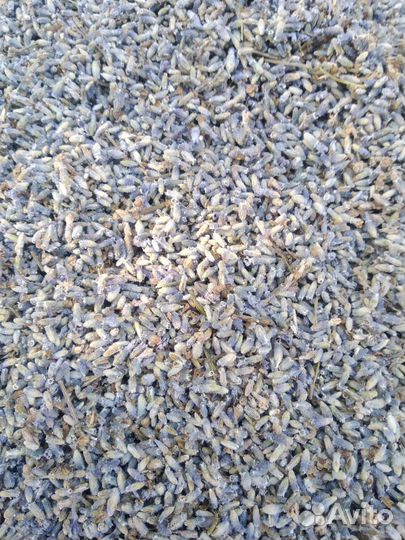 Лаванда сухая 2023