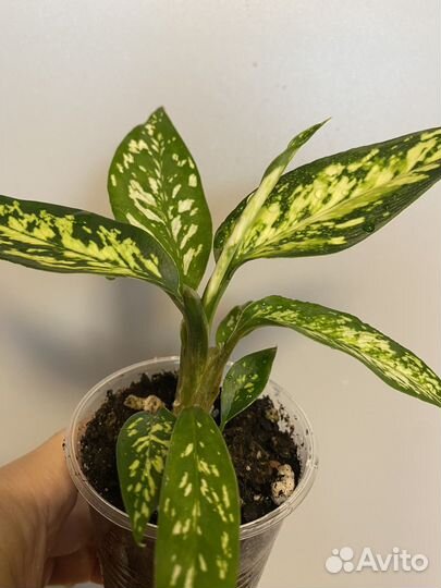 Диффенбахия Стар брайт