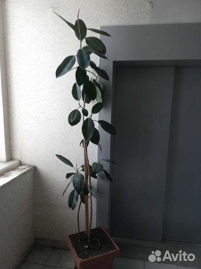 Молочай,фикус