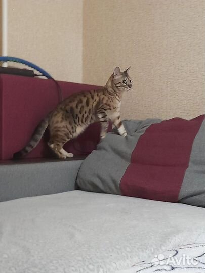 Отдам кота в добрые руки