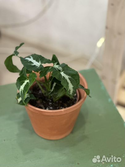 Сингониум Вендлэнда