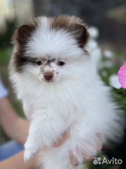 Щенки померанского шпица