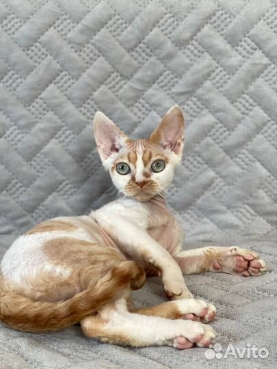 Котята Девон Рекс