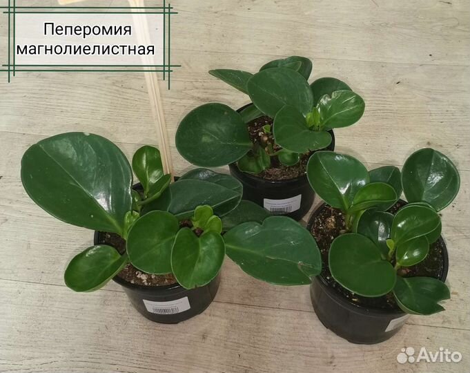 Пеперомия/циссус/гипоэстес/фатсхедера/паслен жасми