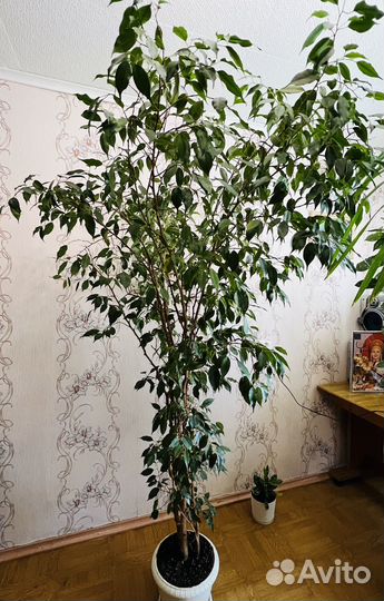 Фикус бенджамина большой