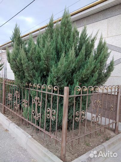 Можжевельник