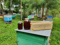 Мед свежий урожай2024 года продам в сотах(рамках)