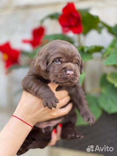 Щенки лабрадора шоколадные, РКФ