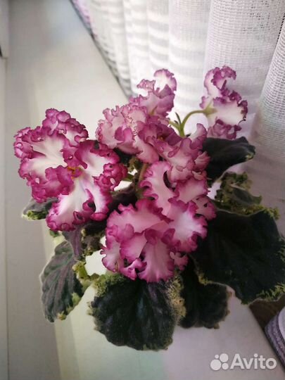 Сортовые фиалки. Цветущие. Стартеры, детки