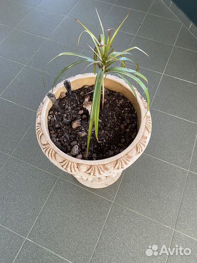 Большой глиняный горшок