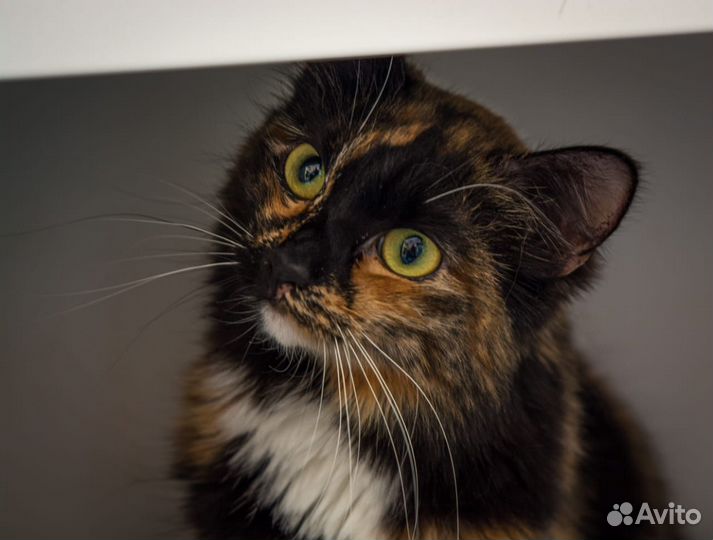 Отдам кошечку Черри