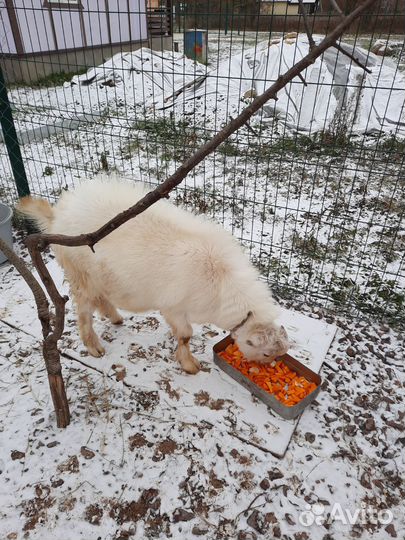 Козел зааненский