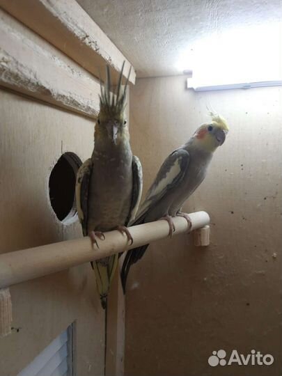 Попугай корелла с клеткой
