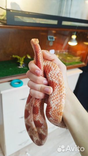 Змея маисовый полоз с террариумом