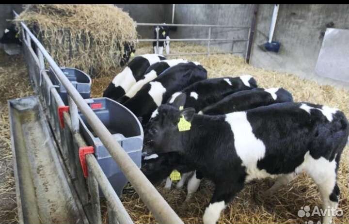 Телята бычки