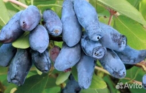 Саженцы жимолости