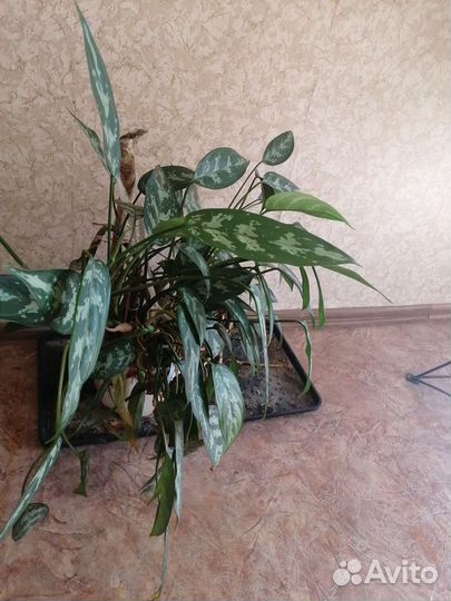 Комнатные растения