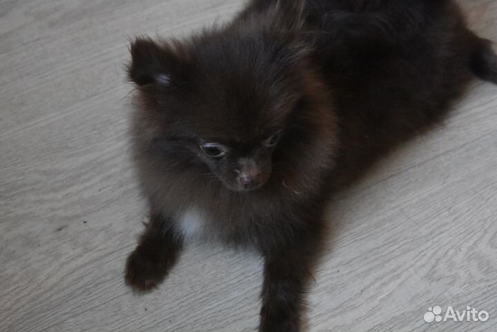 Шпиц - мини мальчик шоколадка