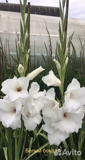 Луковицы гладиолусов