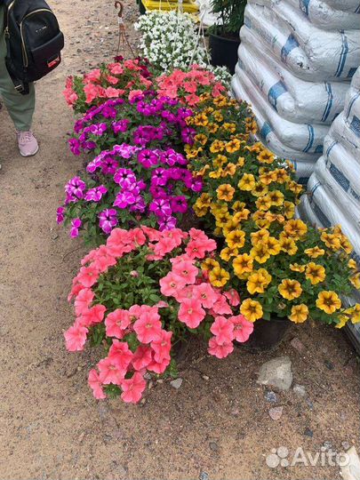 Петуния ампельная в кашпо