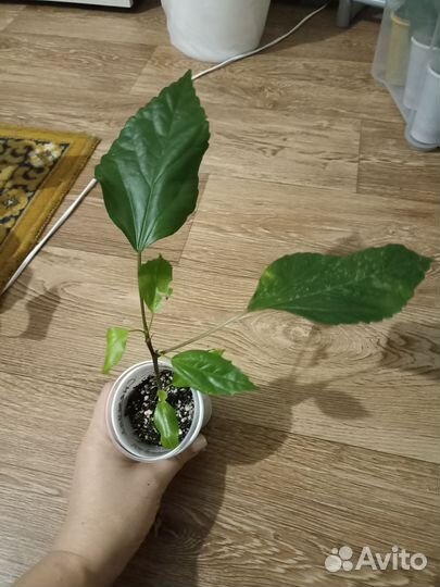 Гибискус китайская роза