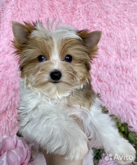 Мини мальчик блюберри