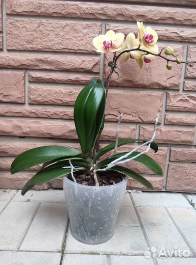 Орхидеи фаленопсис цветущие