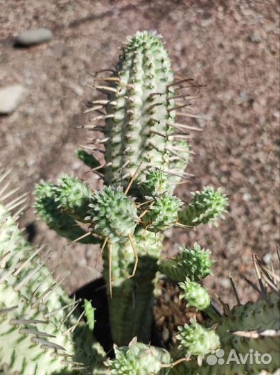 Euphorbia variegata - Эуфорбия вариегата)