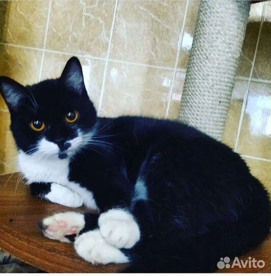 Кошка Маркиза