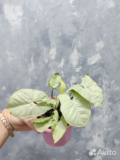 Сингониумы