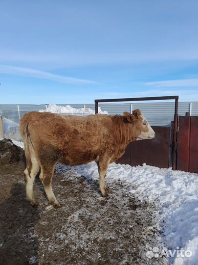 Сельско хозяйственные животные