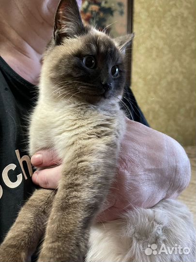 Котенок 6 месяцев мальчик