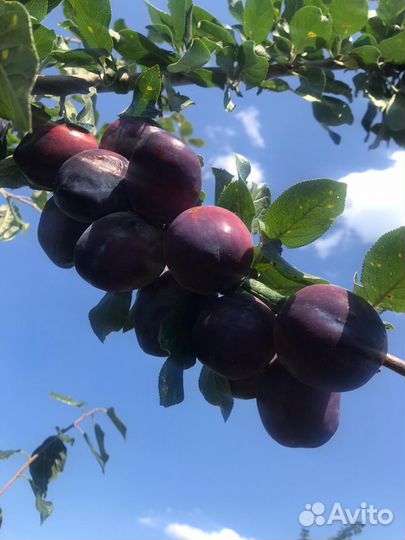 Саженцы плодовых деревьев яблоня