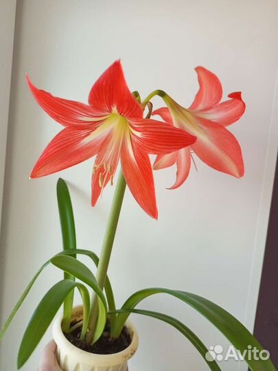 Амариллис Красный лев