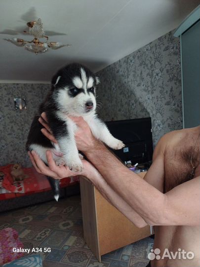 Сибирская хаска