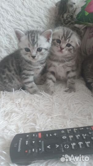 Отдам шотландских котят