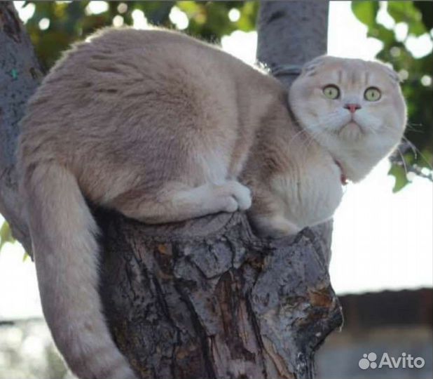 Шотландский вислоухий кот лиловое золото