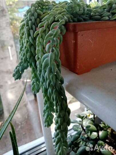 Очиток моргана