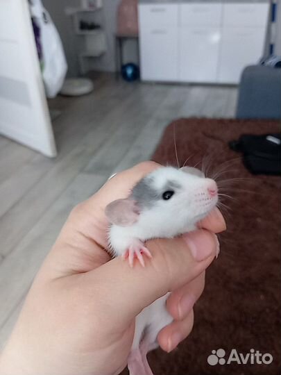 Декоративная крыса дамбо,хаски