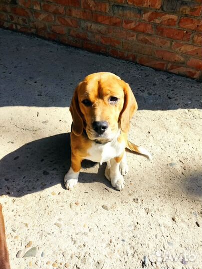 Вязка кобель бигль