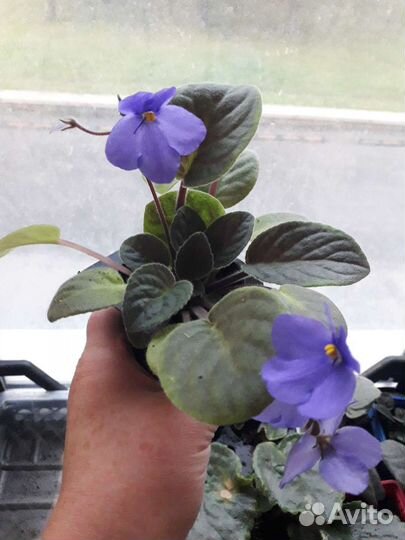 Фиалка (сенполия )