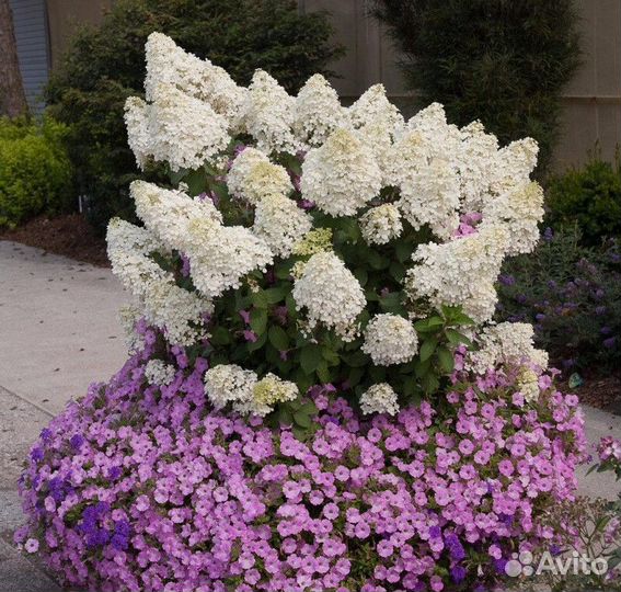 Гортензия метельчатая В ассортименте