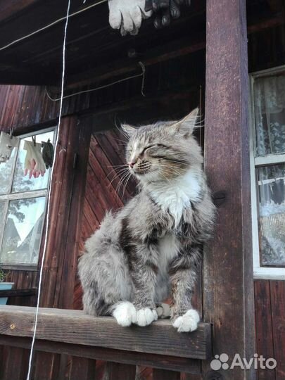 Профессиональный охранник/охотник - кот