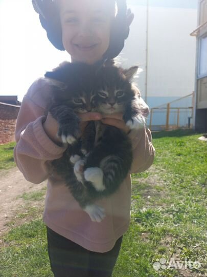 Кошки бесплатно