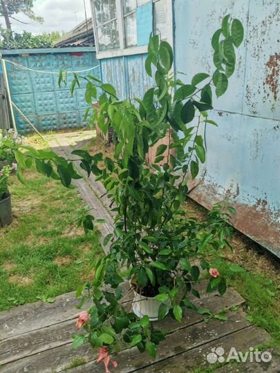 Мандарин комнатный, мандариновое дерево, гибискус