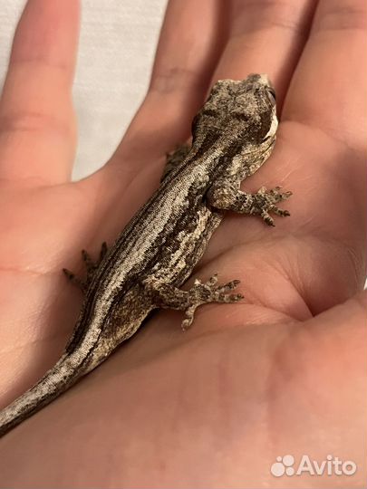 Ушастый бананоед бронь