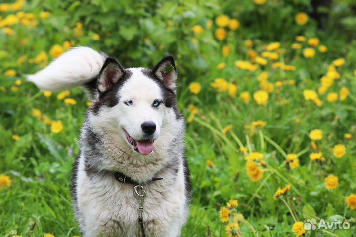 Метис хаски
