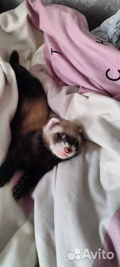 Хорек с клеткой